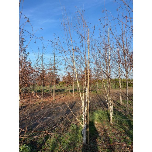 Фото товара Береза Жакмона - вид 5