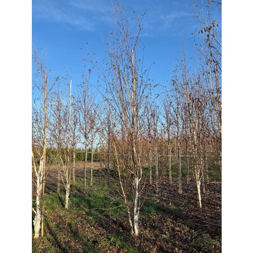 Фото товара Береза Жакмона - вид 6