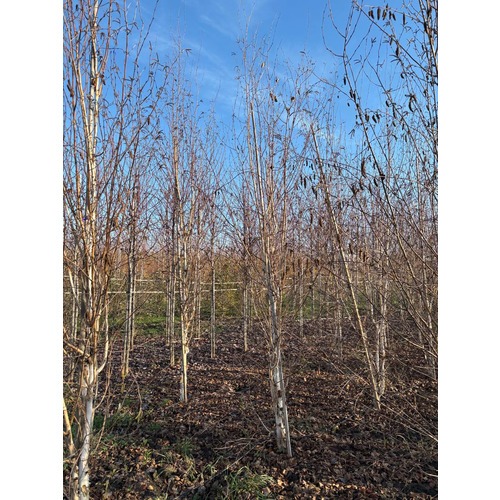 Фото товара Береза Жакмона - вид 7