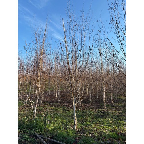 Фото товара Береза Жакмона - вид 8