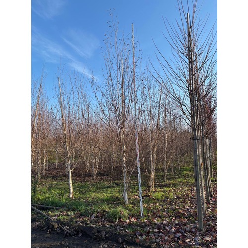 Фото товара Береза Жакмона - вид 9