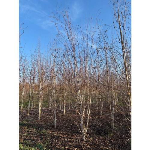 Фото товара Береза Жакмона - вид 10