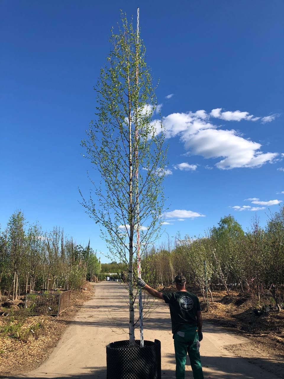Берёза одноствольная