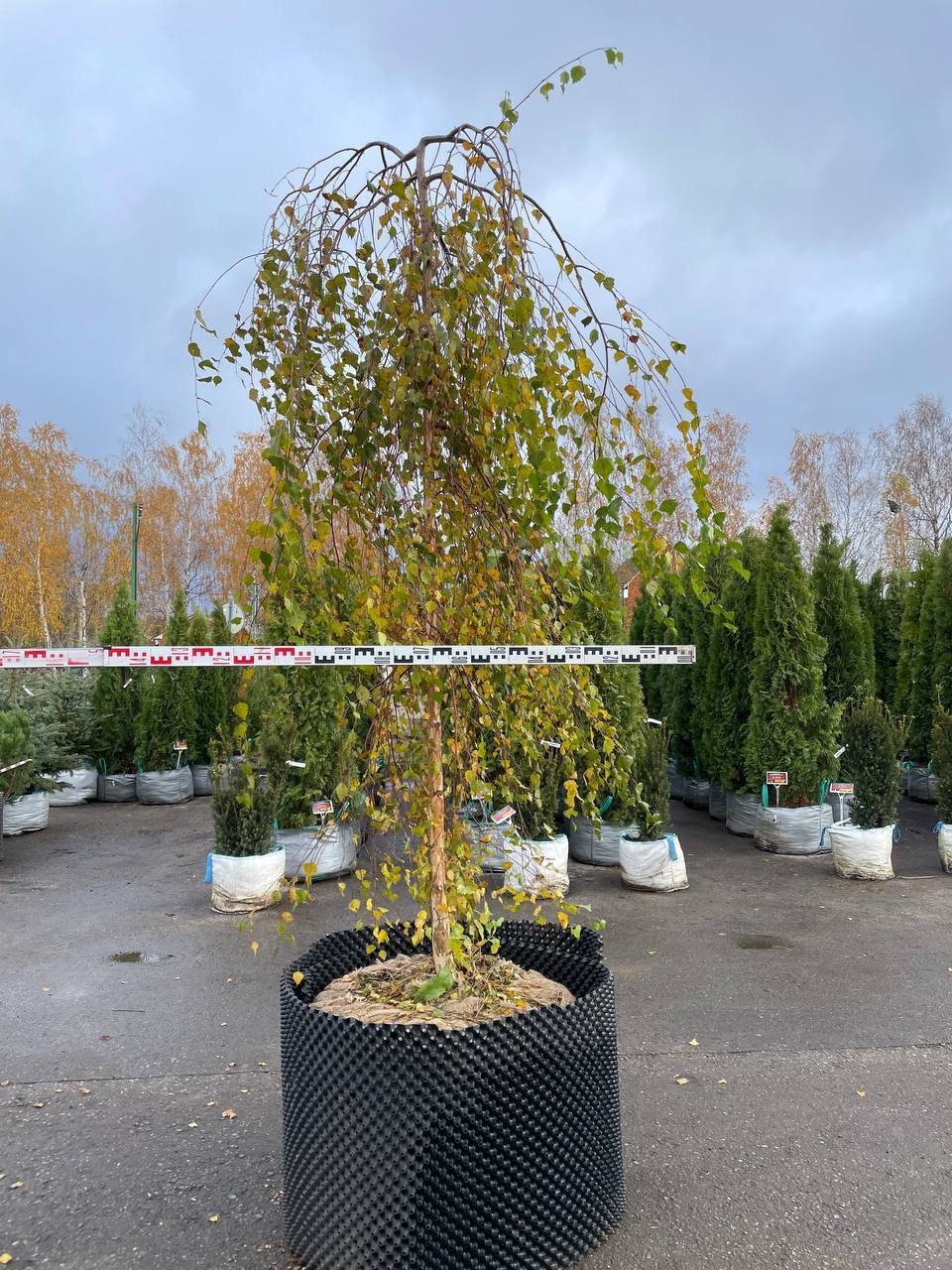 Берёза повислая Юнги