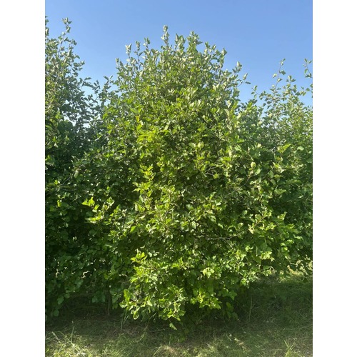 Фото товара Боярышник мягковатый - вид 1