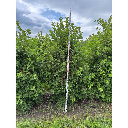 Фото товара Боярышник мягковатый - вид 3