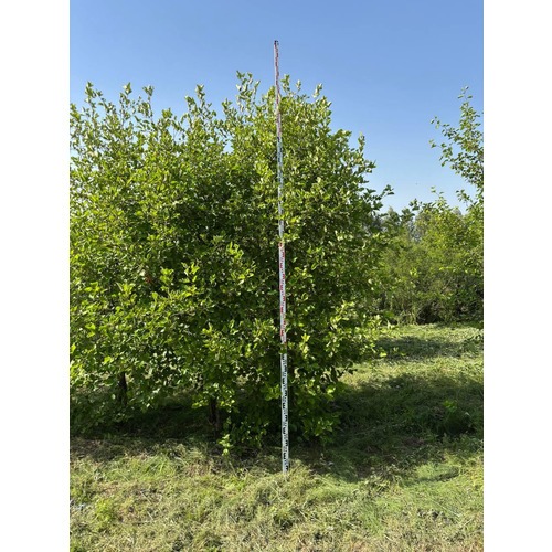 Фото товара Боярышник мягковатый - вид 4