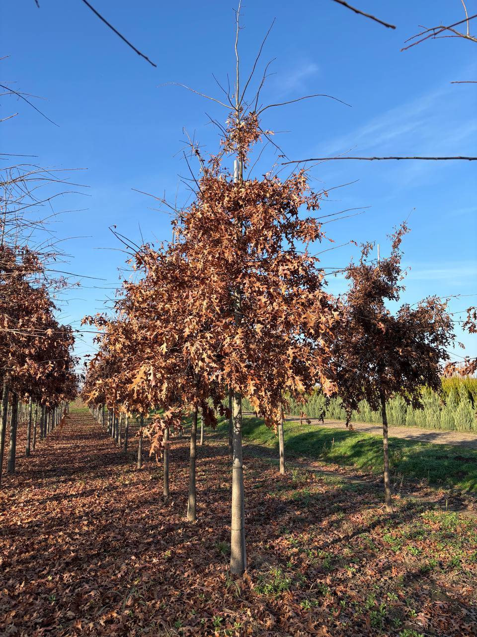 Дуб болотный