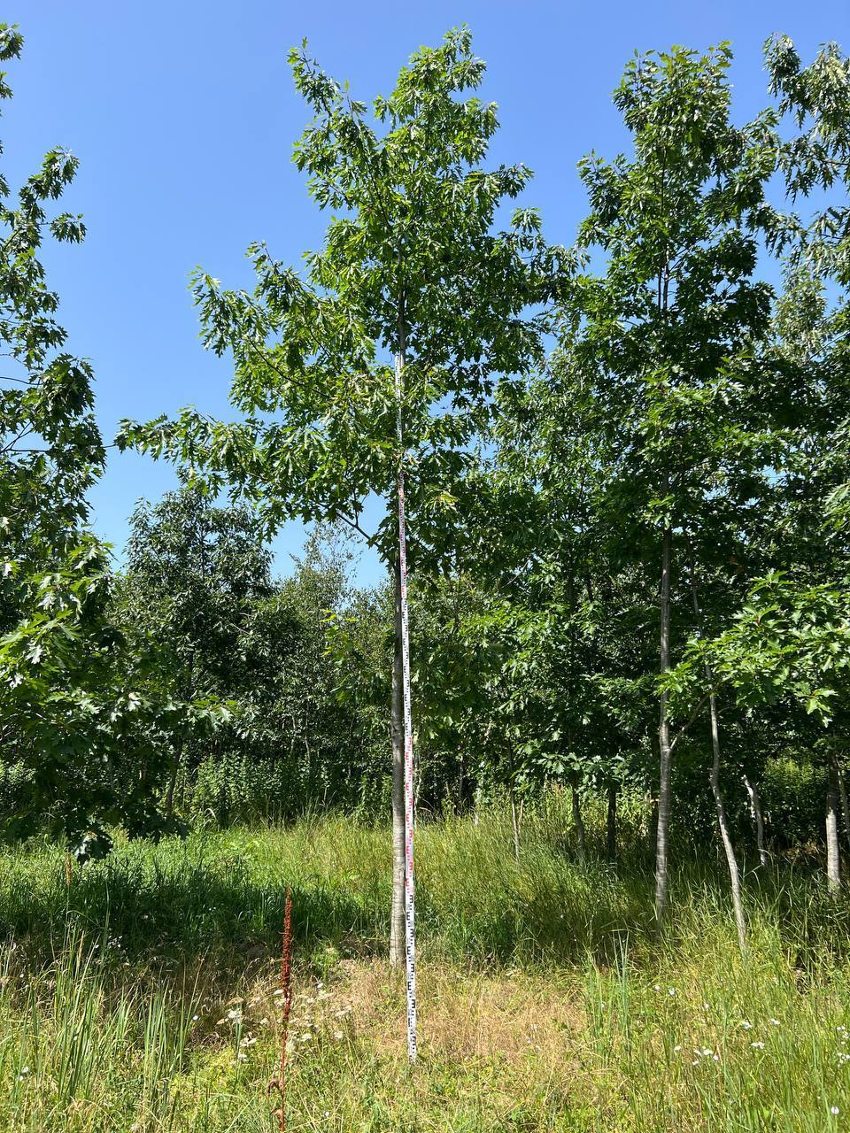 Дуб Красный 