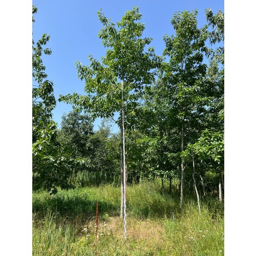 Фото товара Дуб Красный  - вид 1