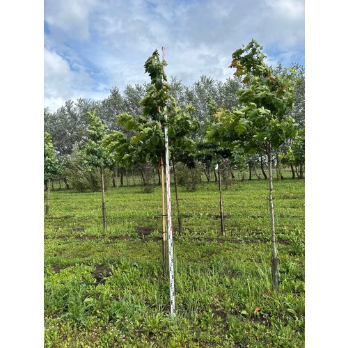 Фото товара Дуб Красный  - вид 2