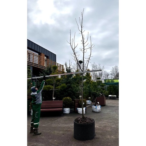 Фото товара Дуб Красный  - вид 3