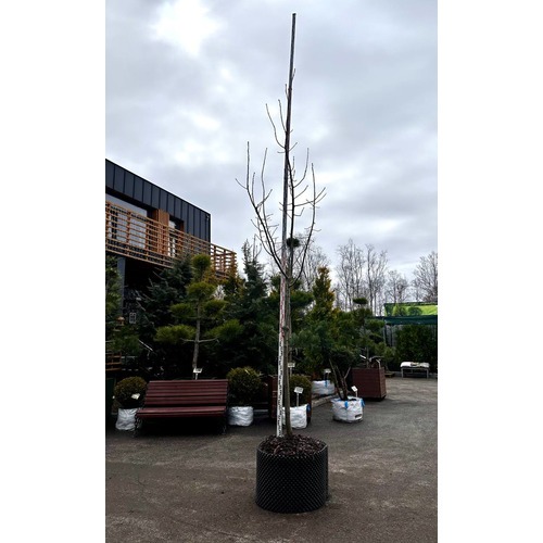 Фото товара Дуб Красный  - вид 4