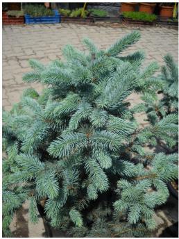 Ель купить в питомнике - Цены на саженцы обыкновенной, колючей, голубой ...