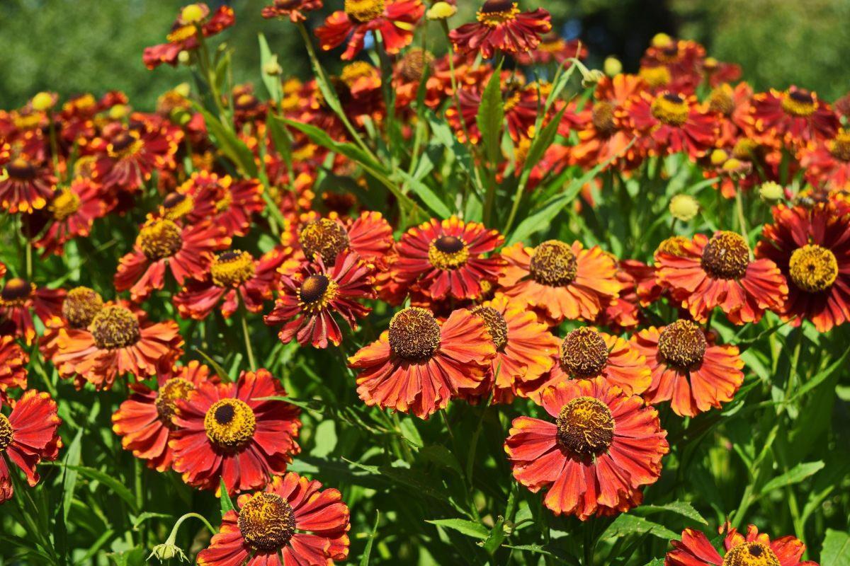 Гелениум осенний Helenium autumnale