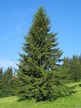 Фото товара Ель обыкновенная Picea abies - вид 1
