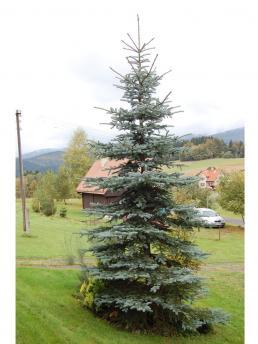 Ель купить в питомнике - Цены на саженцы обыкновенной, колючей, голубой ...