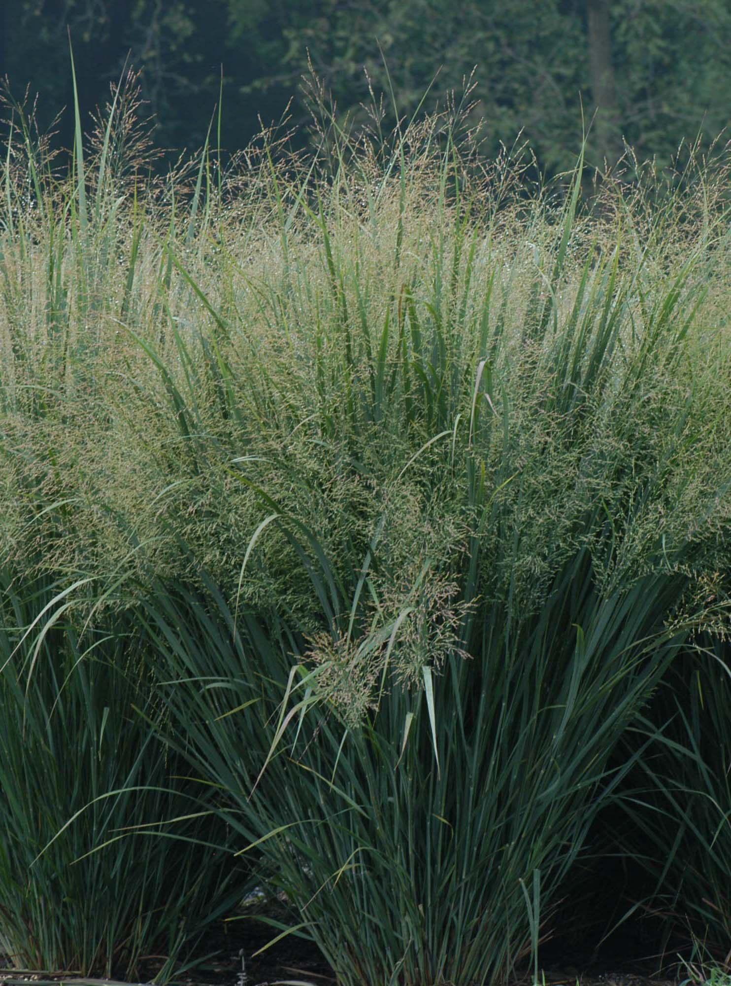 Panicum virgatum