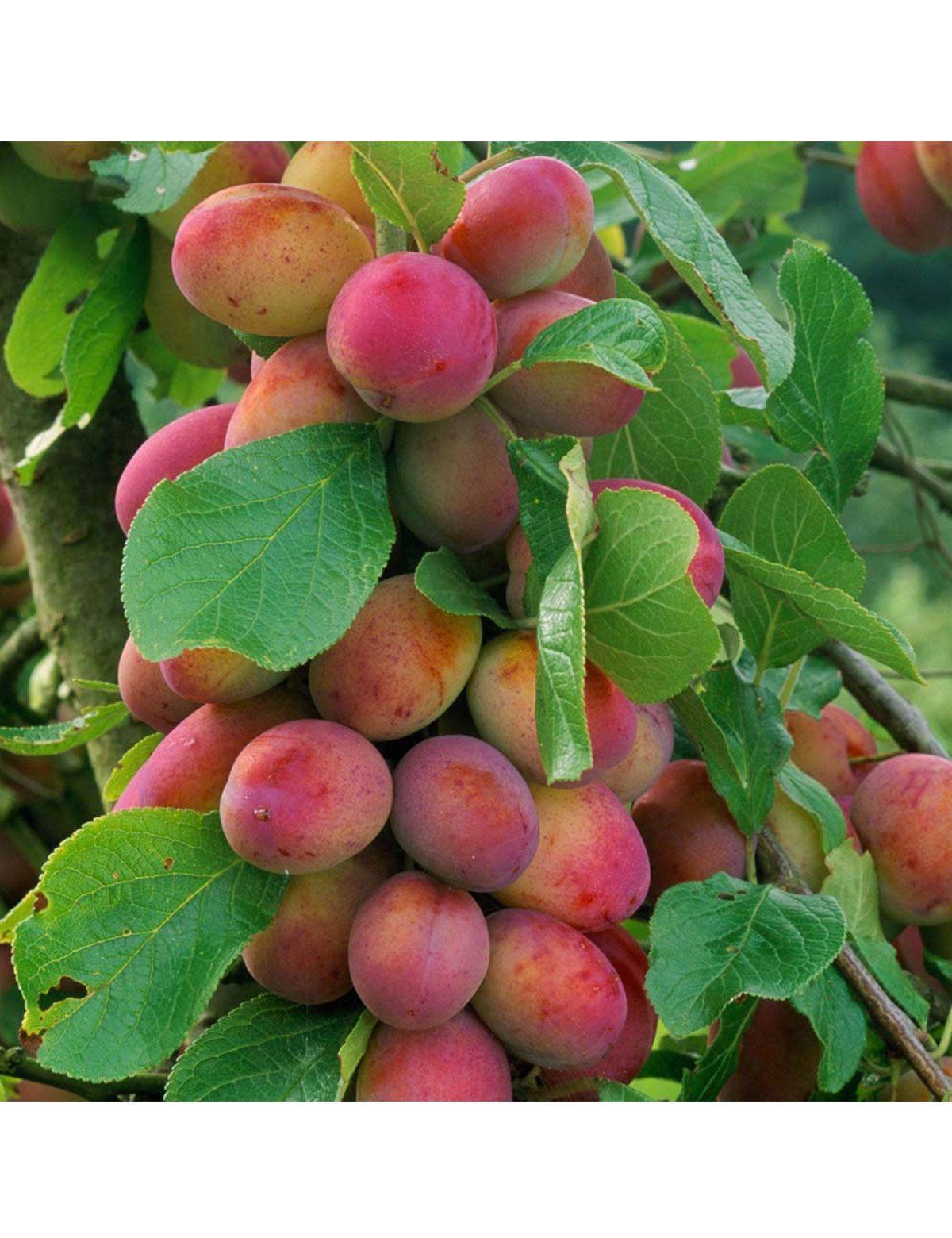 Сорта плодовых деревьев. Сорта плодовых деревьев. Алыча лодва. Сорта плодовых деревьев. Сорта плодовых деревьев.