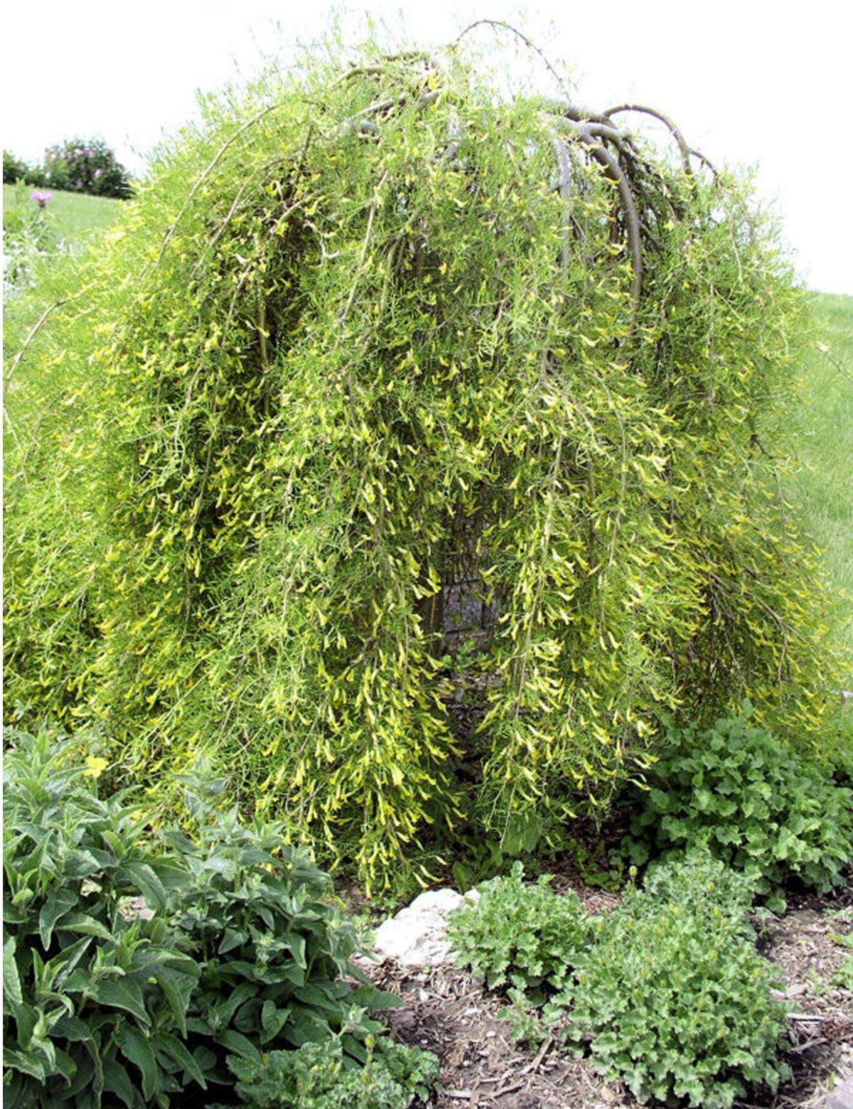 Карагана Пендула Caragana arborescens pendula