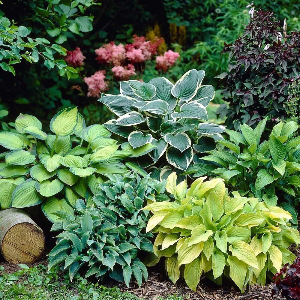 Хоста с другими растениями на клумбе фото