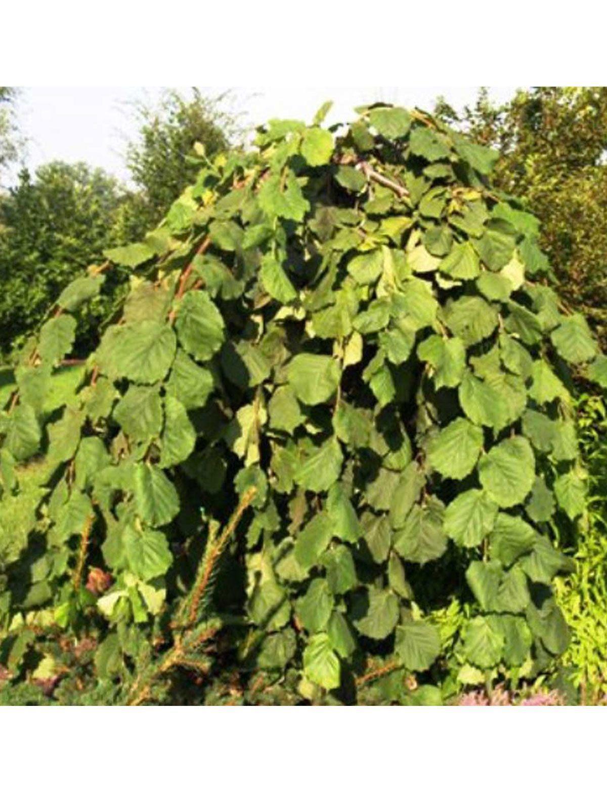 Corylus avellana pendula