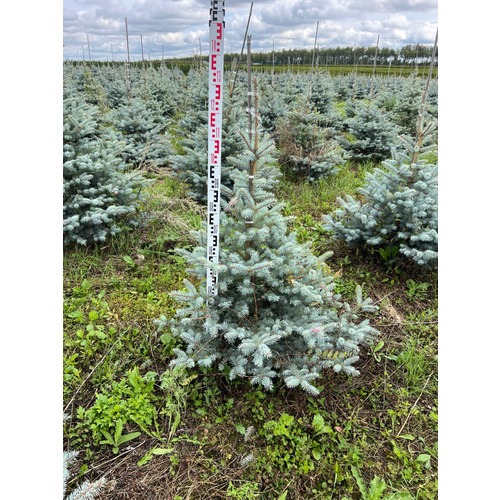 Фото товара Ель Блю Даймонд - вид 7