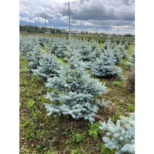 Фото товара Ель Блю Даймонд - вид 5