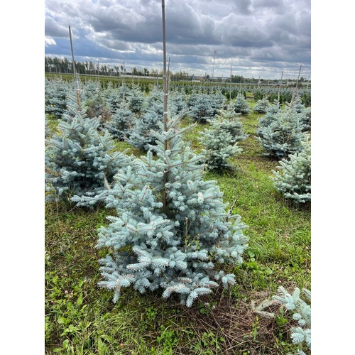 Фото товара Ель Блю Даймонд - вид 4