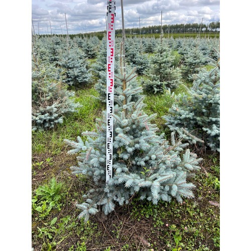 Фото товара Ель Блю Даймонд - вид 6