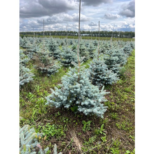 Фото товара Ель Блю Даймонд - вид 3