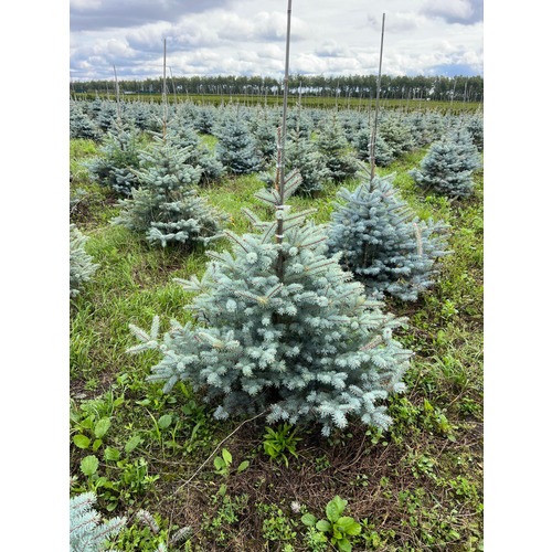 Фото товара Ель Блю Даймонд - вид 2