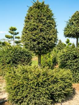 Ель купить в питомнике - Цены на саженцы обыкновенной, колючей, голубой ...