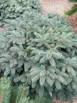 Ель купить в питомнике - Цены на саженцы обыкновенной, колючей, голубой ...