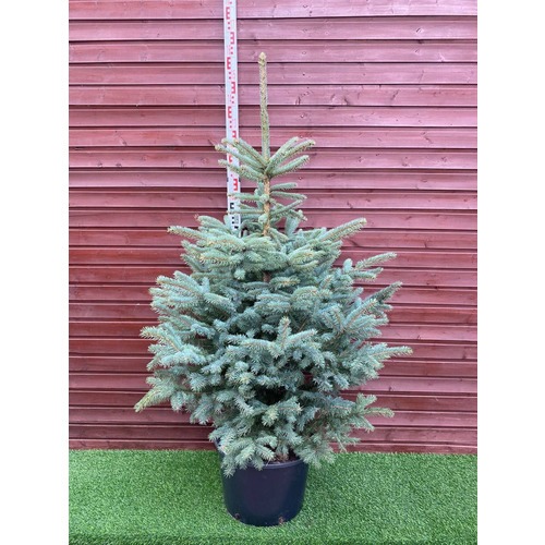 Фото товара Ель Голубая Кейбаб - вид 2