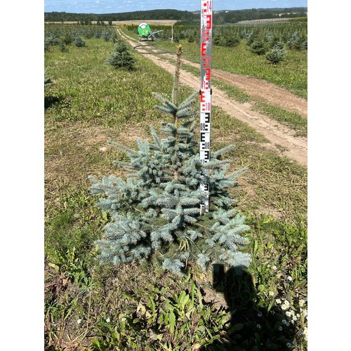 Фото товара Ель Голубая Кейбаб - вид 3