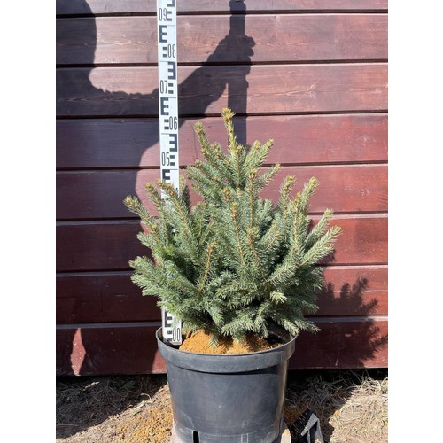 Фото товара Ель Голубая Кейбаб - вид 4