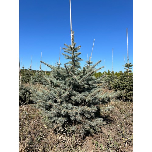 Фото товара Ель Голубая Кейбаб - вид 1