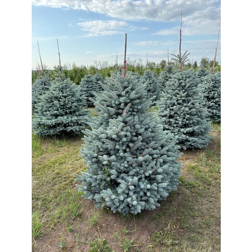 Фото товара Ель Голубая Мисти Блю - вид 1