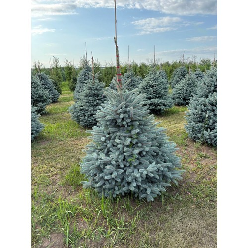 Фото товара Ель Голубая Мисти Блю - вид 2