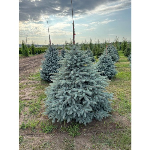 Фото товара Ель Голубая Мисти Блю - вид 3