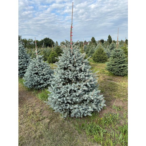 Фото товара Ель Голубая Мисти Блю - вид 4