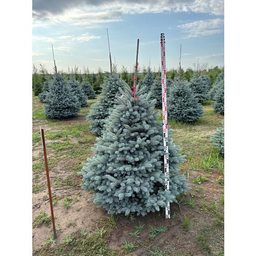 Фото товара Ель Голубая Мисти Блю - вид 5