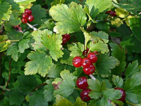 Смородина Альпийская ribes alpinum