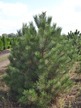 Фото товара Сосна черная Pinus nigra - вид 1