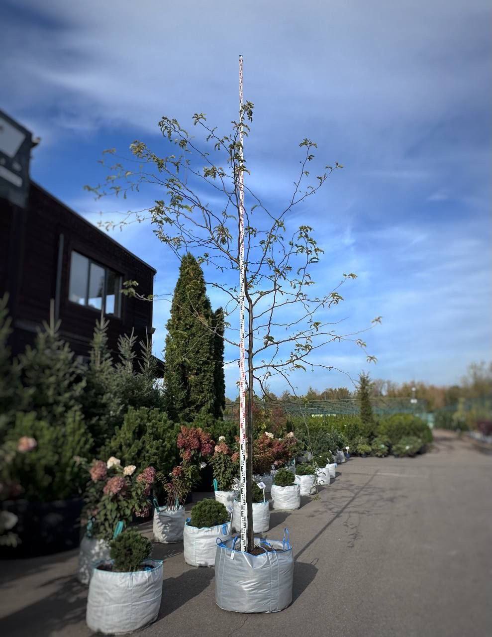 Гледичия обыкновенная Рубин 