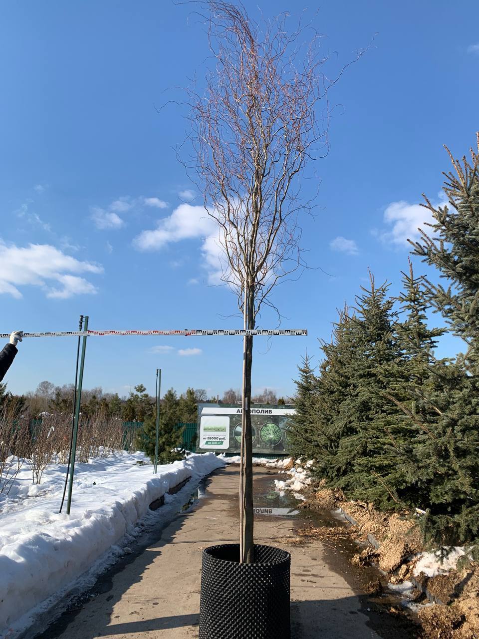 Ива Извилистая 