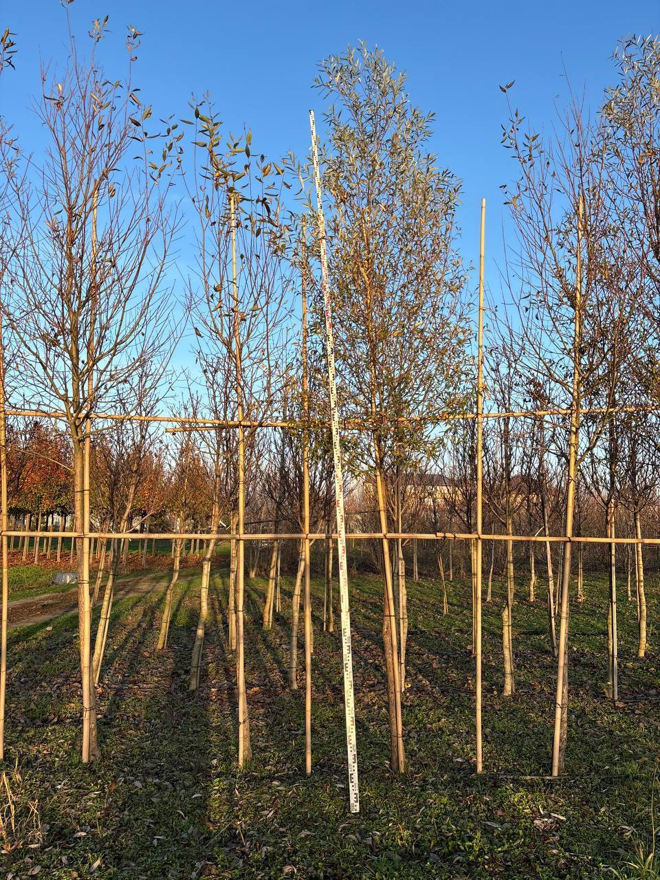 Ива Белая Лимпде