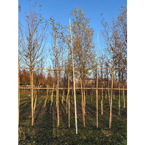 Фото товара Ива белая Лимпде  - вид 1