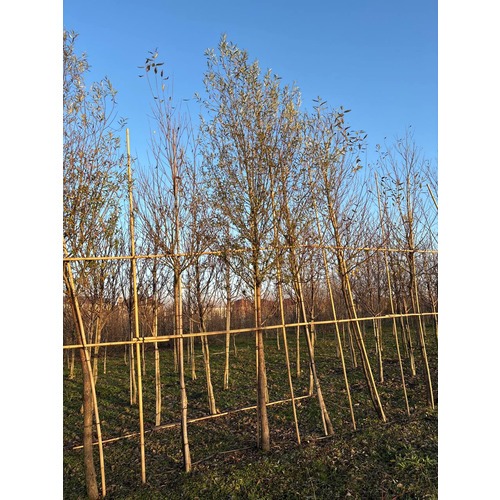 Фото товара Ива белая Лимпде  - вид 2